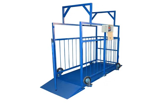 как определить убойный вес быка